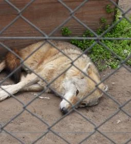 Veresegyházi Medveotthon