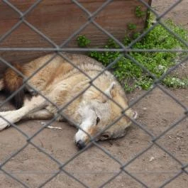 Veresegyházi Medveotthon Veresegyház - Egyéb