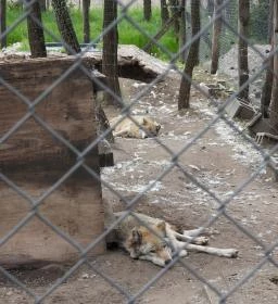 Veresegyházi Medveotthon