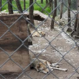 Veresegyházi Medveotthon Veresegyház - Egyéb