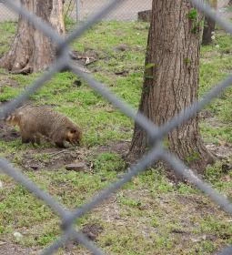 Veresegyházi Medveotthon