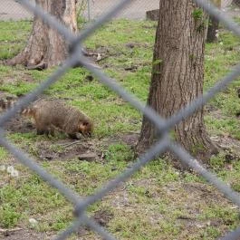Veresegyházi Medveotthon Veresegyház - Egyéb