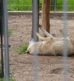 Veresegyházi Medveotthon