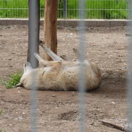 Veresegyházi Medveotthon Veresegyház - Egyéb