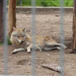 Veresegyházi Medveotthon Veresegyház - Egyéb