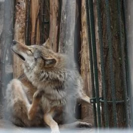 Veresegyházi Medveotthon Veresegyház - Egyéb