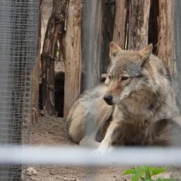 Veresegyházi Medveotthon Veresegyház - Egyéb