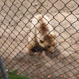 Veresegyházi Medveotthon Veresegyház - Egyéb