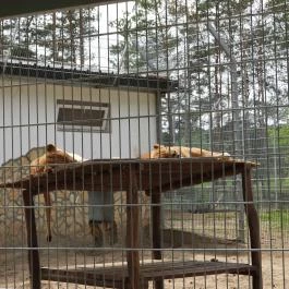 Veresegyházi Medveotthon Veresegyház - Egyéb