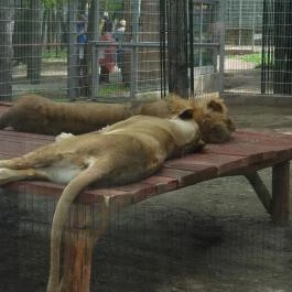 Veresegyházi Medveotthon Veresegyház - Egyéb