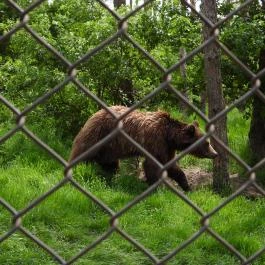 Veresegyházi Medveotthon Veresegyház - Egyéb