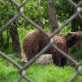 Veresegyházi Medveotthon Veresegyház - Egyéb