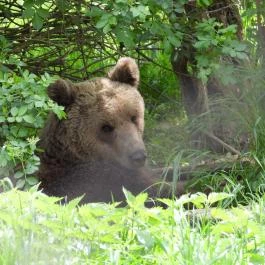 Veresegyházi Medveotthon Veresegyház - Egyéb