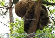 Veresegyházi Medveotthon Veresegyház