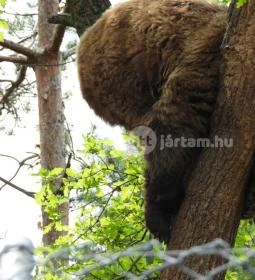 Veresegyházi Medveotthon