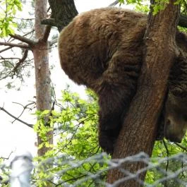 Veresegyházi Medveotthon Veresegyház - Egyéb