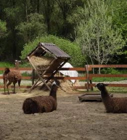 Veresegyházi Medveotthon