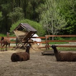 Veresegyházi Medveotthon Veresegyház - Egyéb