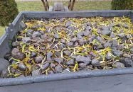 Vértes-Gerecse kisvasút emlékhely Szárliget