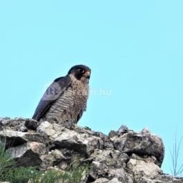 Vitányvár Vértessomló - Egyéb