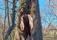 Zala-szigeti romtemplom (Remetei romtemplom) Kehidakustány