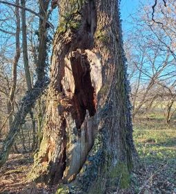 Zala-szigeti romtemplom (Remetei romtemplom)