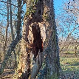 Zala-szigeti romtemplom (Remetei romtemplom), Kehidakustány - Egyéb