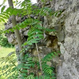 Zámolyi templomrom Zámoly - Egyéb