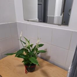 Zen Eatery Budapest - Mosdó