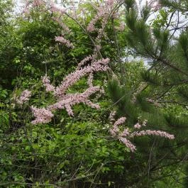 Zsámbéki Rakétabázis - Hadi Kulturális Központ Zsámbék - Egyéb