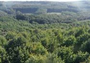 Zselici Csillagpark kilátója Zselickisfalud