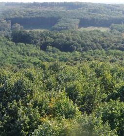 Zselici Csillagpark kilátója