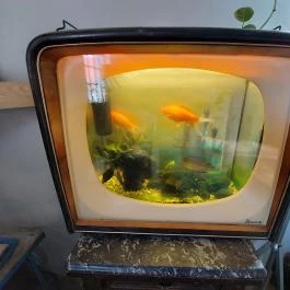 Zsengélő Café Verőce - Egyéb