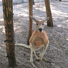 Richter Safari Park Nagykőrös - Külső kép