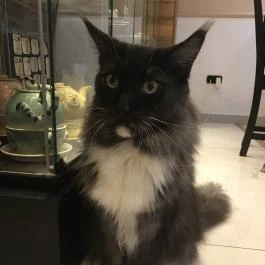 Cat Café - Révay utca Budapest - Egyéb