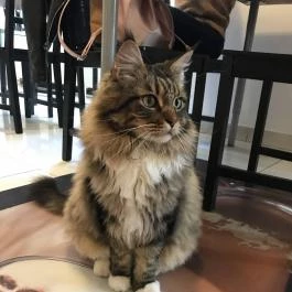 Cat Café - Révay utca Budapest - Egyéb
