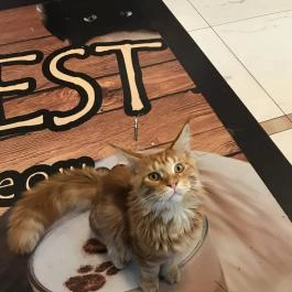 Cat Café - Révay utca Budapest - Egyéb