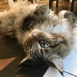 Cat Café - Révay utca Budapest - Egyéb