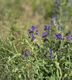 Csárda-hegyi őskarszt 