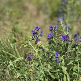Csárda-hegyi őskarszt , Úrkút - Egyéb