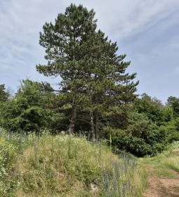 Csárda-hegyi őskarszt 