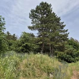 Csárda-hegyi őskarszt , Úrkút - Egyéb