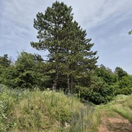 Csárda-hegyi őskarszt , Úrkút - Egyéb