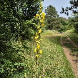 Csárda-hegyi őskarszt , Úrkút - Egyéb