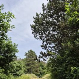 Csárda-hegyi őskarszt , Úrkút - Egyéb