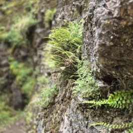 Csárda-hegyi őskarszt , Úrkút - Egyéb