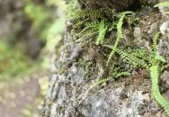 Csárda-hegyi őskarszt Úrkút