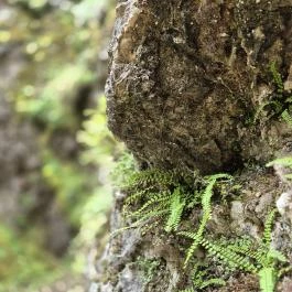 Csárda-hegyi őskarszt , Úrkút - Egyéb