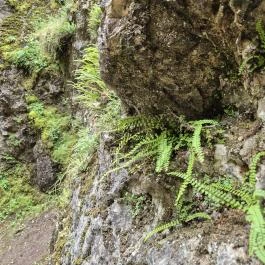 Csárda-hegyi őskarszt , Úrkút - Egyéb