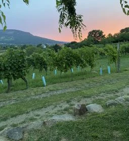 Csendes Dűlő Borterasz